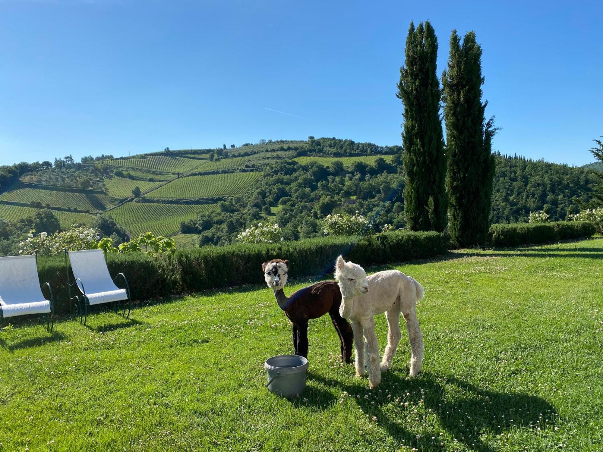 Villa Rignana Chianti Estate, Pool, Tennis,Cook Greve in Chianti Exteriör bild